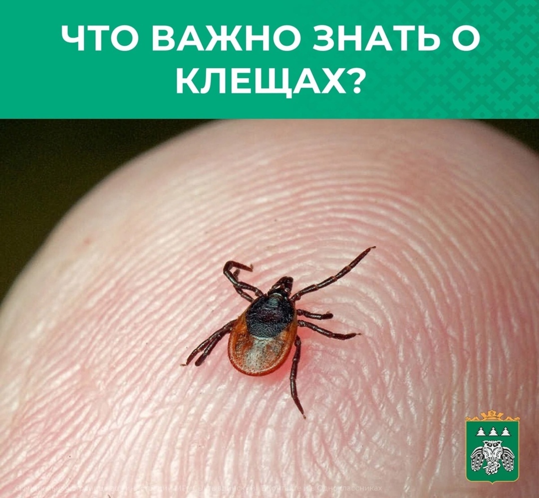 Осторожно, клещи!.